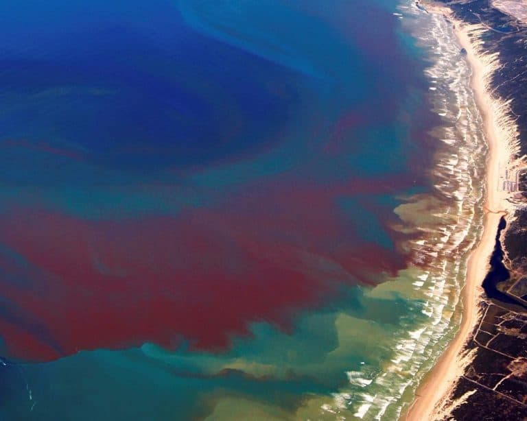 Rick Scott Wants to Know What EPA is Doing About Red Tide Impacting