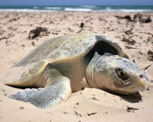 SeaWorld Releases Kemp’s Ridley Sea Turtles Back to the Ocean - Florida ...