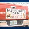 A red truck tailgate with a magnetic sign that reads Baby Monkeys for sale.