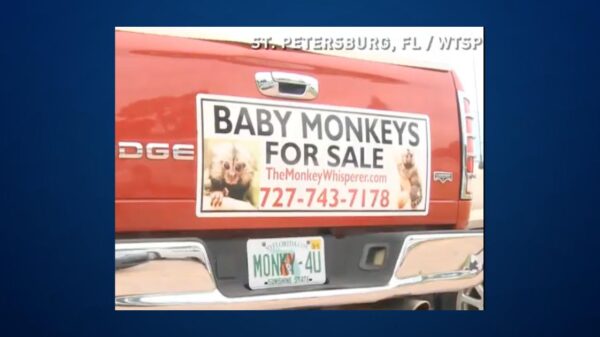 A red truck tailgate with a magnetic sign that reads Baby Monkeys for sale.