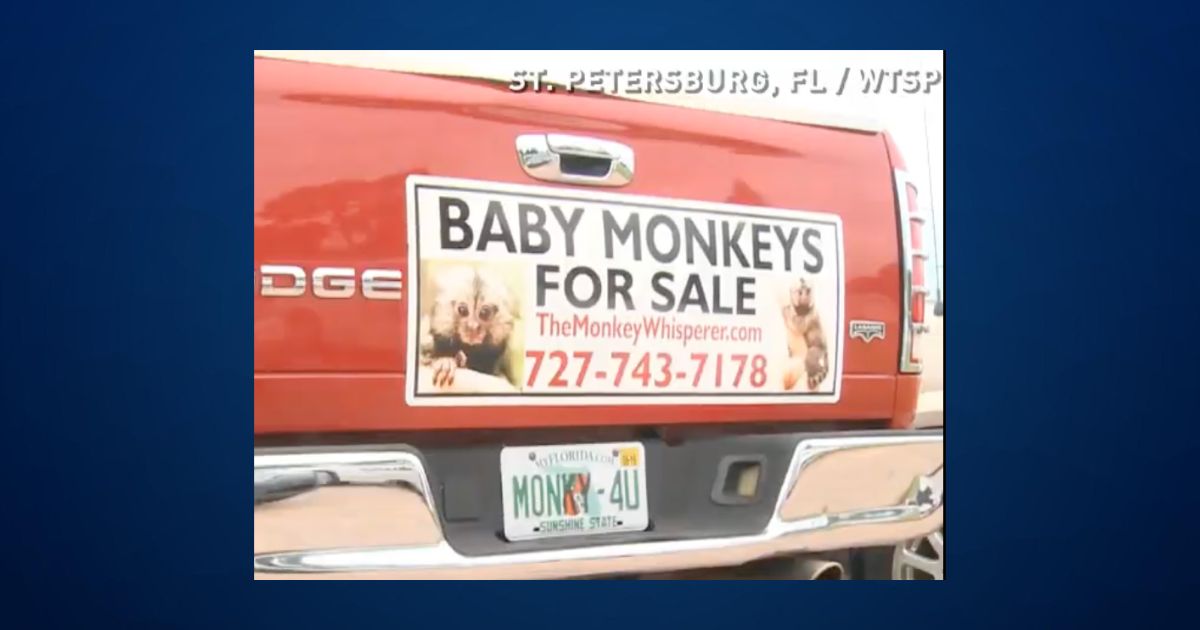 A red truck tailgate with a magnetic sign that reads Baby Monkeys for sale.