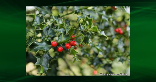 The History of Hanging Mistletoe for a Christmas Kiss - Florida Daily