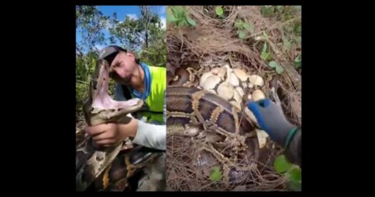 Python Problem In Florida Massive Burmese Python Nests Discovered in Florida Everglades - Florida ...